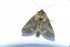 Abrostola triplasia